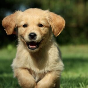 Hund