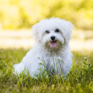 Hund
